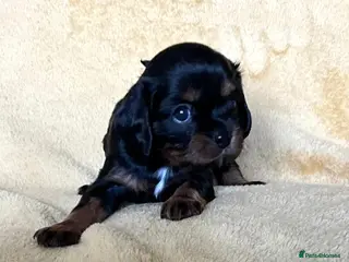 Cavalier King Charles Spaniel dogs KC registered CKC Spaniel Puppies - Advert 16