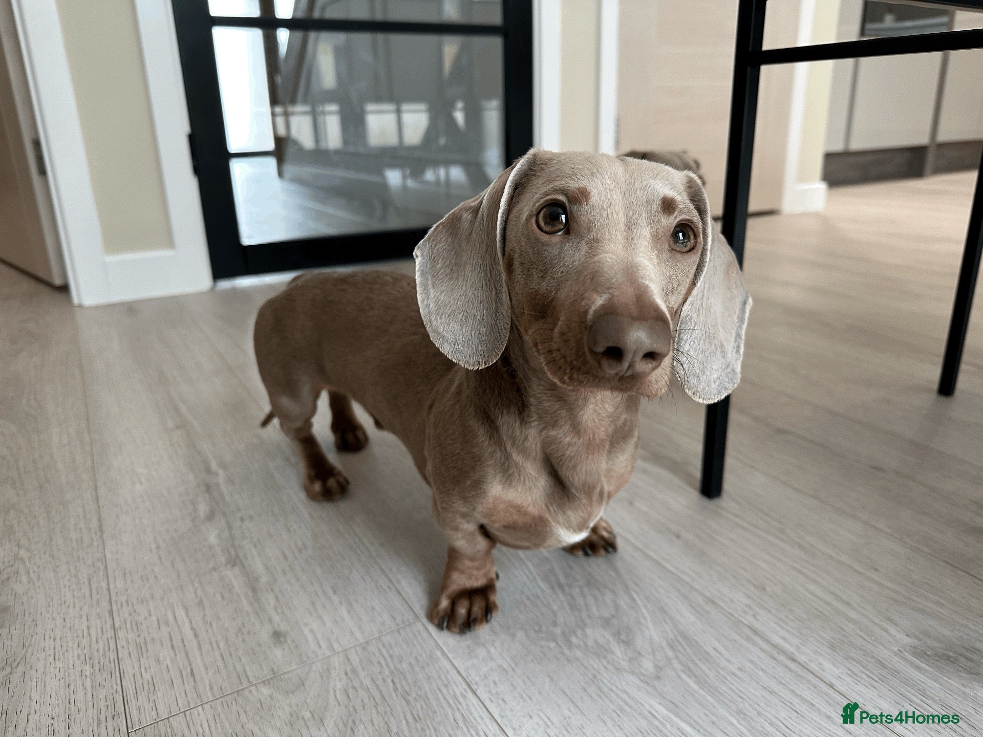 Miniature Dachshund dogs for sale: KC reg Isabella & Tan mini dachshund boy - Advert 13