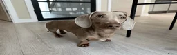 Miniature Dachshund dogs for sale: KC reg Isabella & Tan mini dachshund boy in Darlington - Advert 1