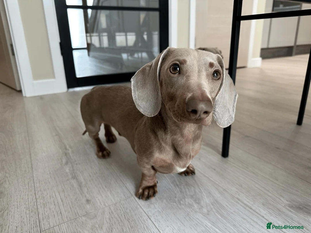 Miniature Dachshund dogs for sale: KC reg Isabella & Tan mini dachshund boy in Darlington - Advert 1