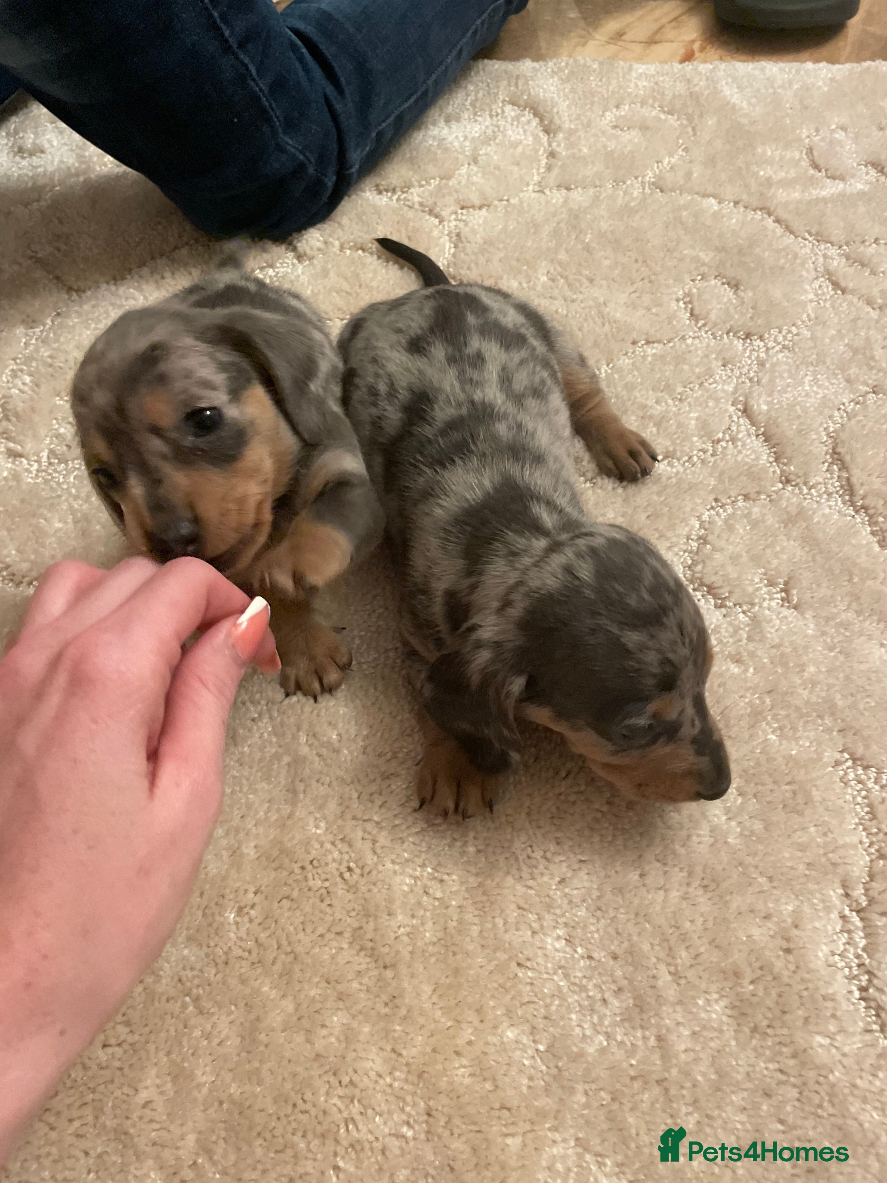 Dachshund dogs Full breed dachshund  - Advert 1