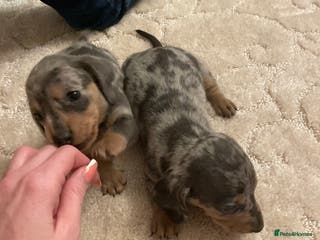 Dachshund dogs Full breed dachshund - Advert 2