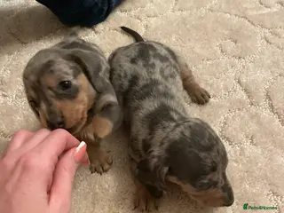 Dachshund dogs Full breed dachshund - Advert 7