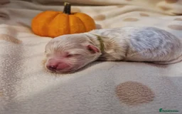 Maltipoo dogs for sale: 🐾✨️Beautiful Maltipoo Pups ready in December!🐾✨️ - Image 4