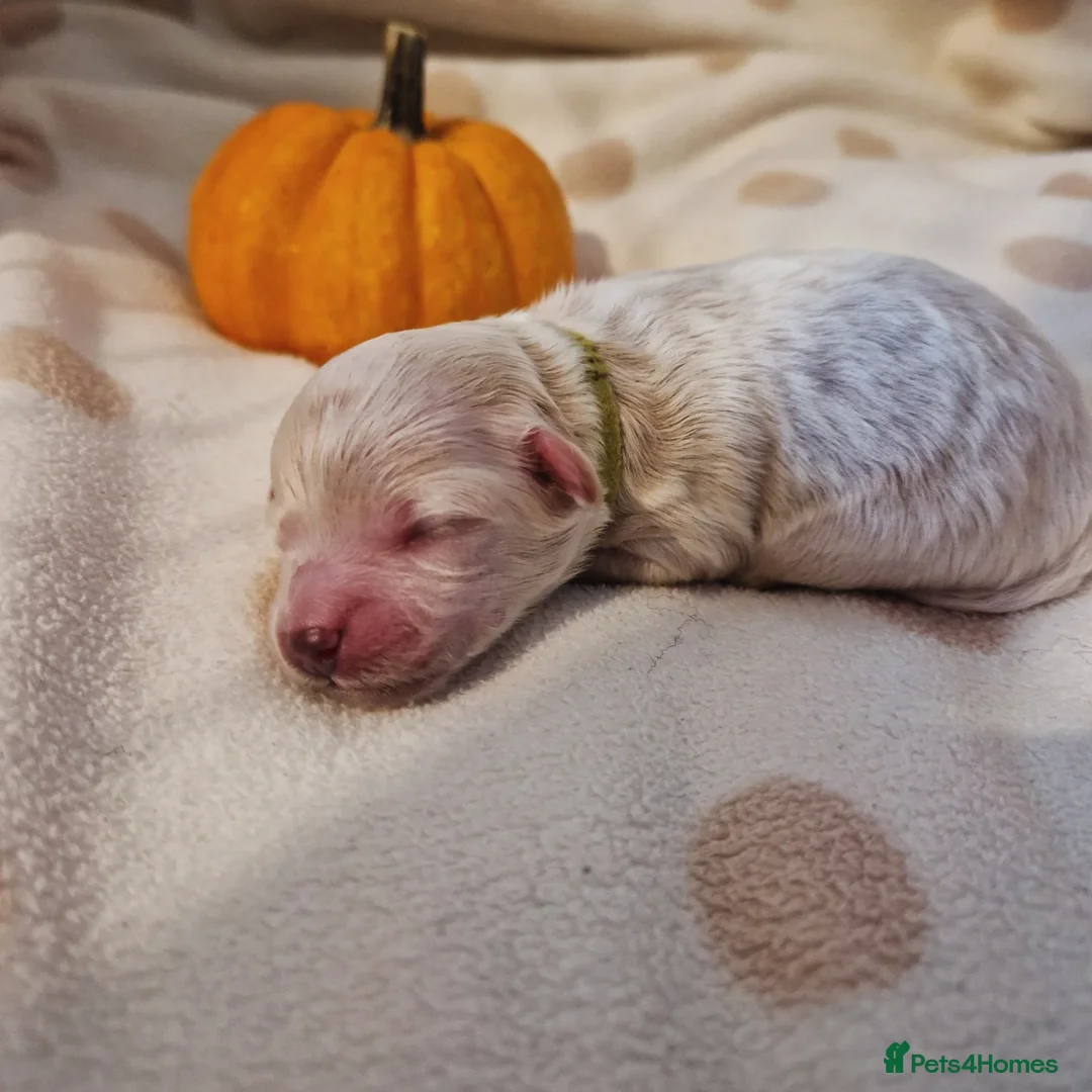 Maltipoo dogs for sale: 🐾✨️Beautiful Maltipoo Pups ready in December!🐾✨️ - Image 4