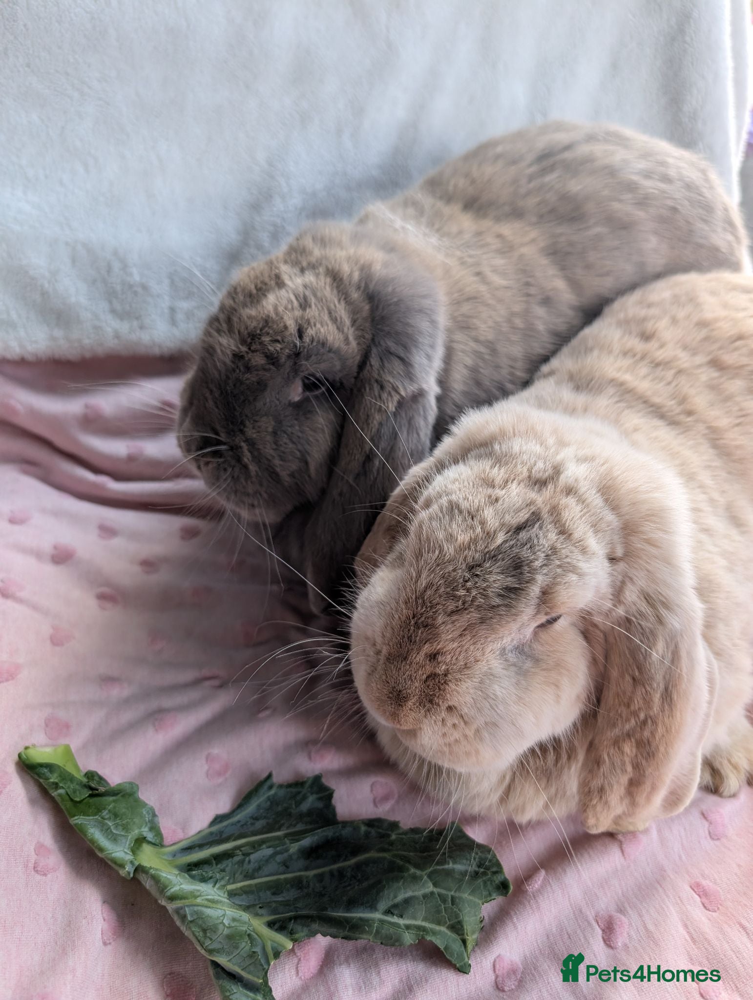 French Lop rabbits Bonded Pair of Female French Lop Rabbits - Advert 2
