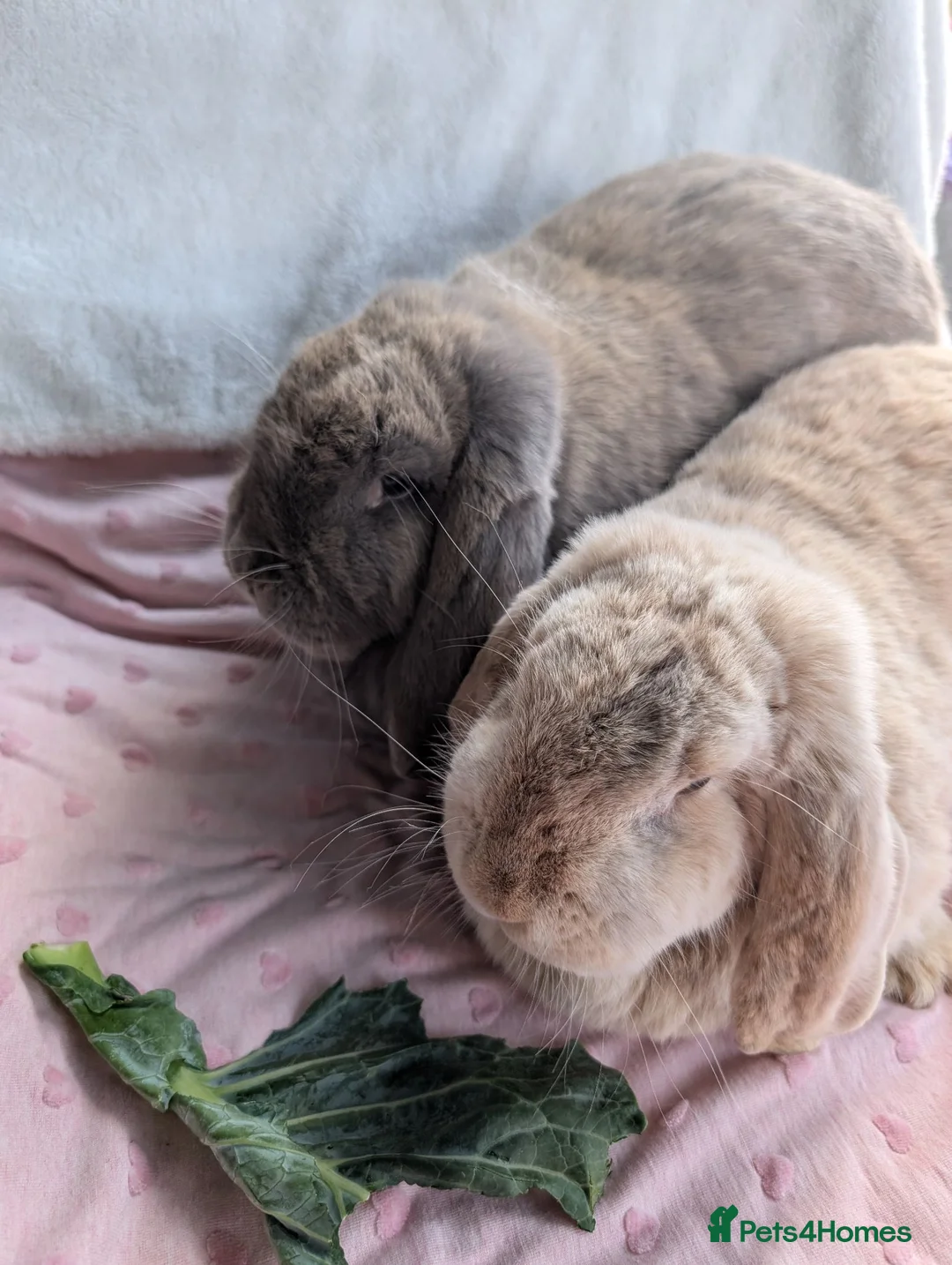 French Lop rabbits for sale: Bonded Pair of Female French Lop Rabbits - Advert 2