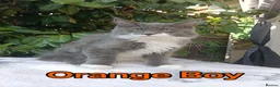 Maine Coon cats for sale: Maine Coon kittens "Pureee Love" - Advert 18