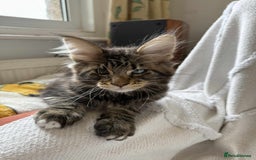Maine Coon cats for sale: Maine coon - Image 14