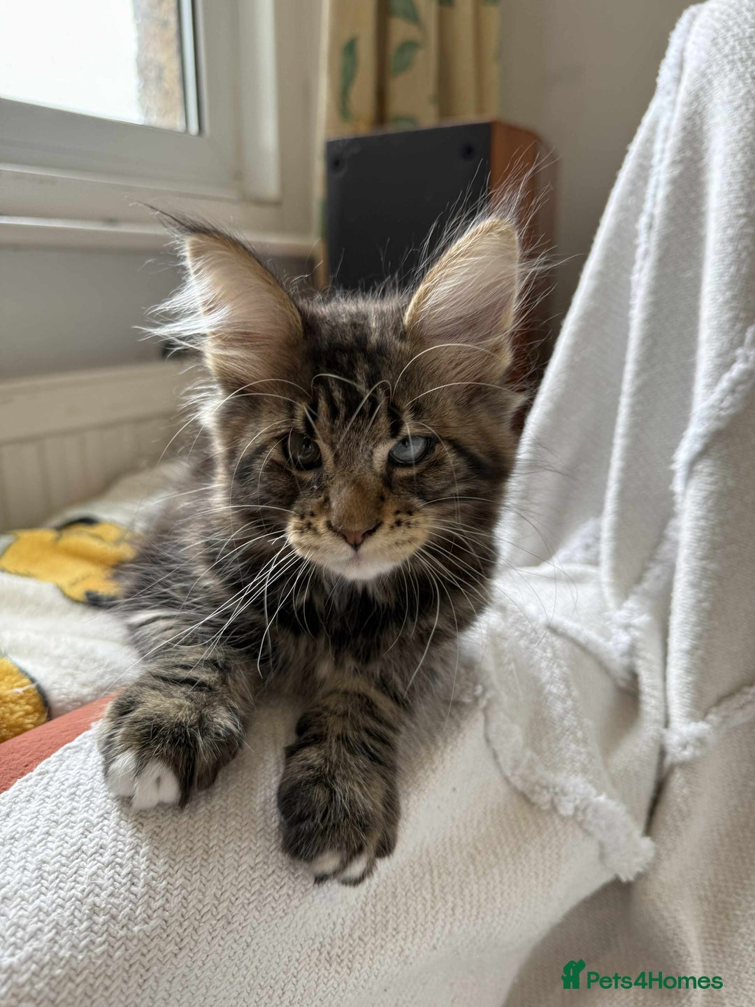 Maine Coon cats for sale: Maine coon - Image 14