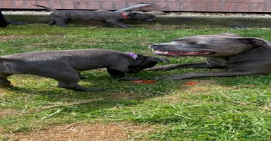 Staffordshire Bull Terrier dogs in Colchester - Advert 12