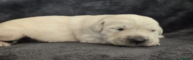 Goldador Puppy 1