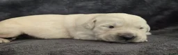 Goldador dogs for sale: 🐾 Beautiful Goldador Puppies Raised with Love 🐶 in Coventry - Advert 7
