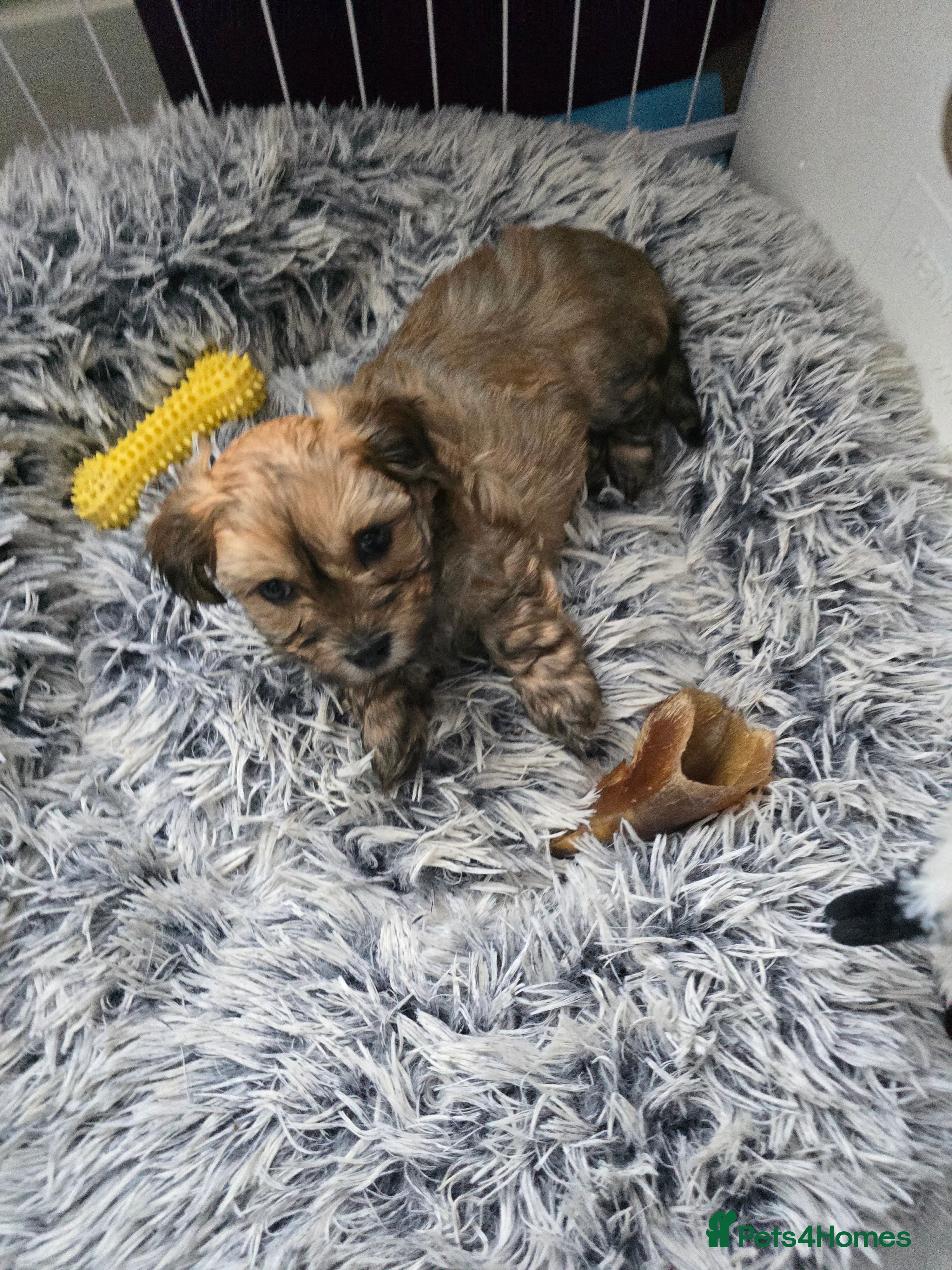 Havanese dogs KC Reg'd Havanese from Health Tested parents - Advert 1