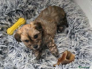 Havanese dogs KC Reg'd Havanese from Health Tested parents - Advert 1