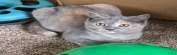 British Shorthair cats for sale: Beautiful BSH Kittens - Advert 8