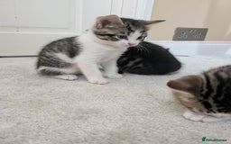 Mixed Breed cats for sale: Kittens looking for a loving home! - Image 8