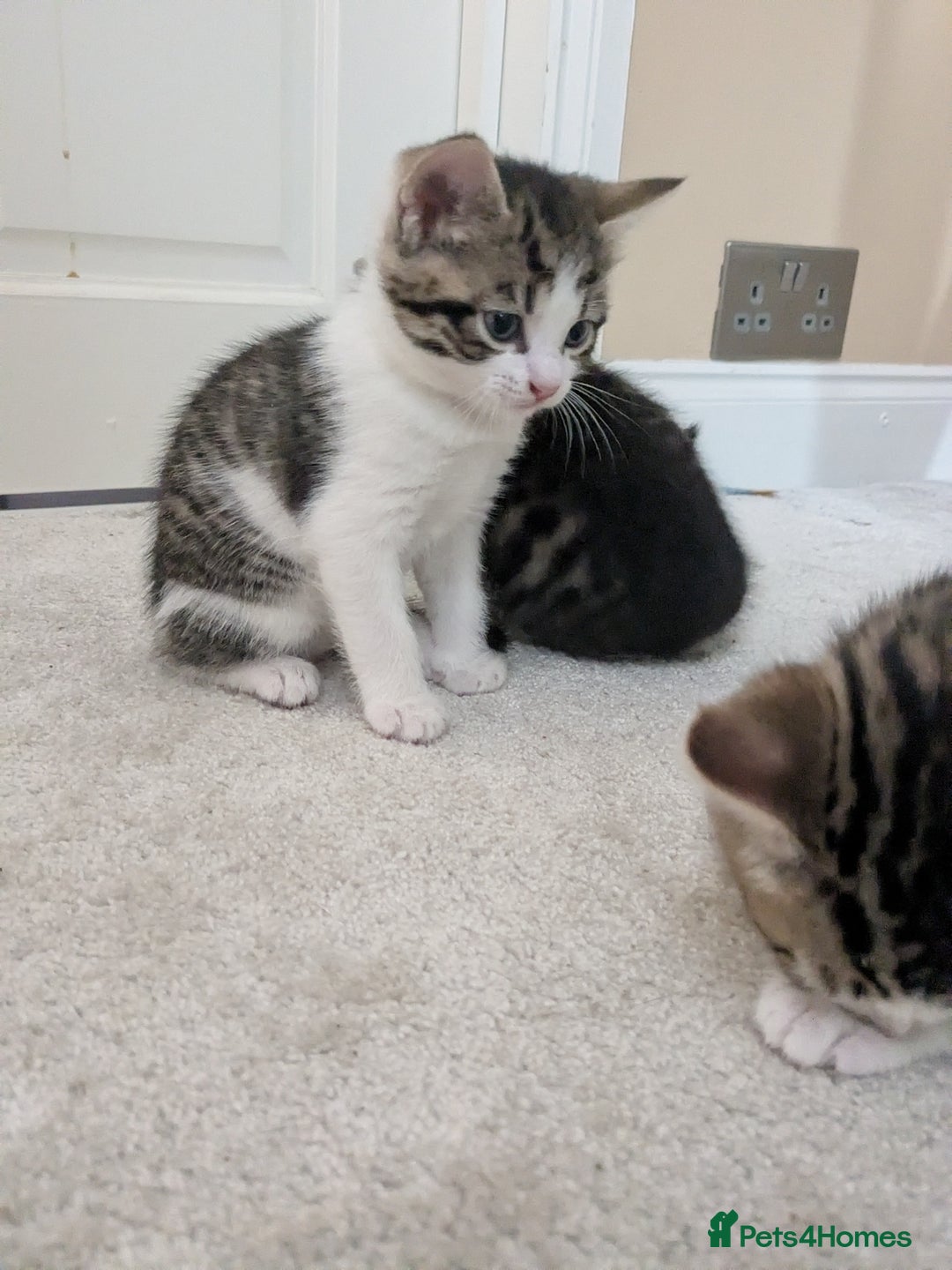 Mixed Breed cats for sale: Kittens looking for a loving home! - Image 8