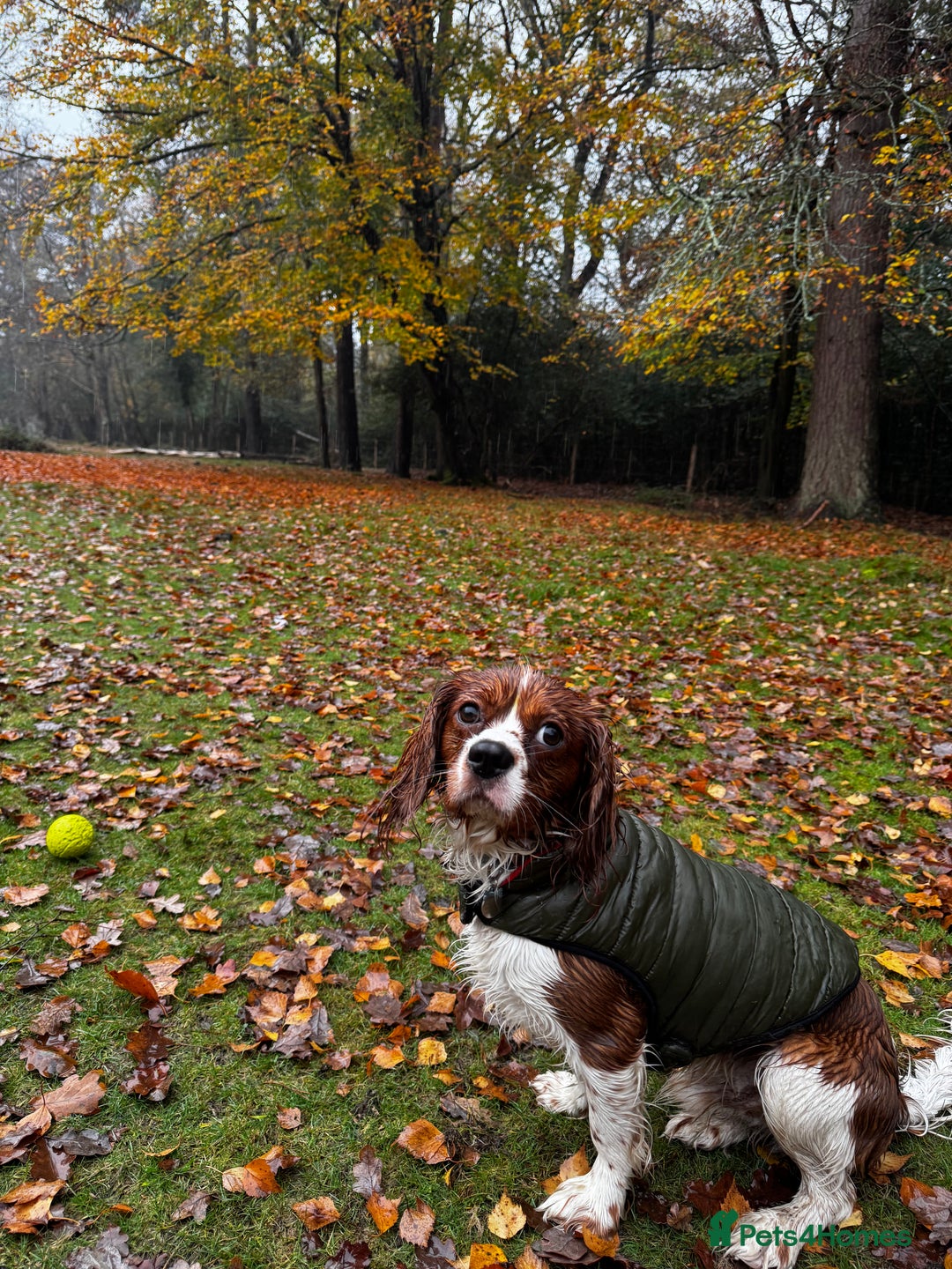 Cavalier King Charles Spaniel dogs for sale: 11 month King Charles Cavalier - Advert 2