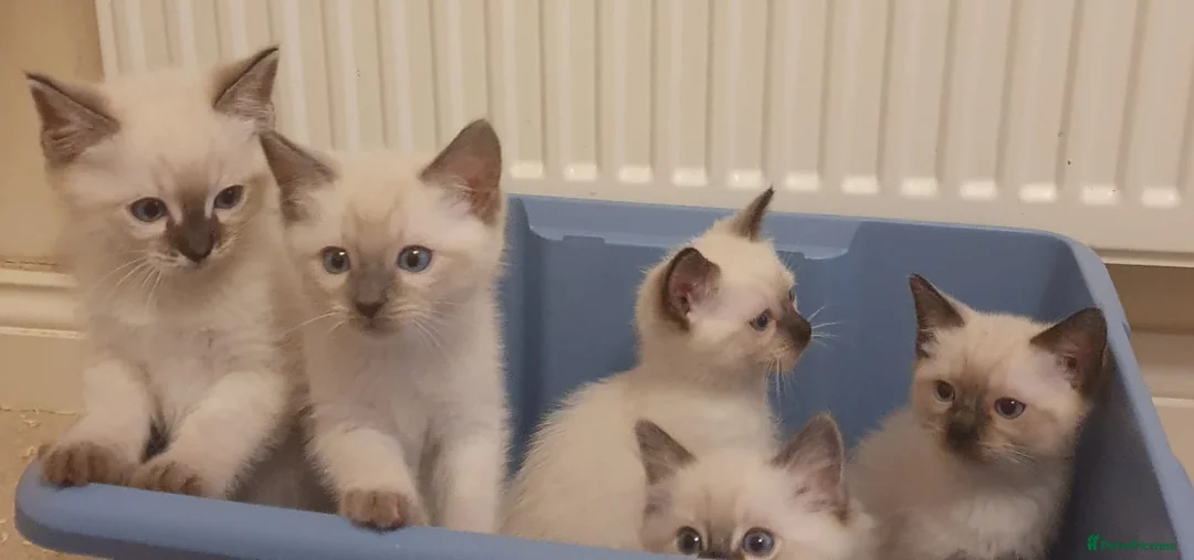 Ragdoll cats for stud: GCCF registered Ragdoll stud in Stoke-on-Trent - Advert 18