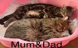 Bengal cats for sale: Gorgeous bengal kittens. READY NOW!!!! - Image 17