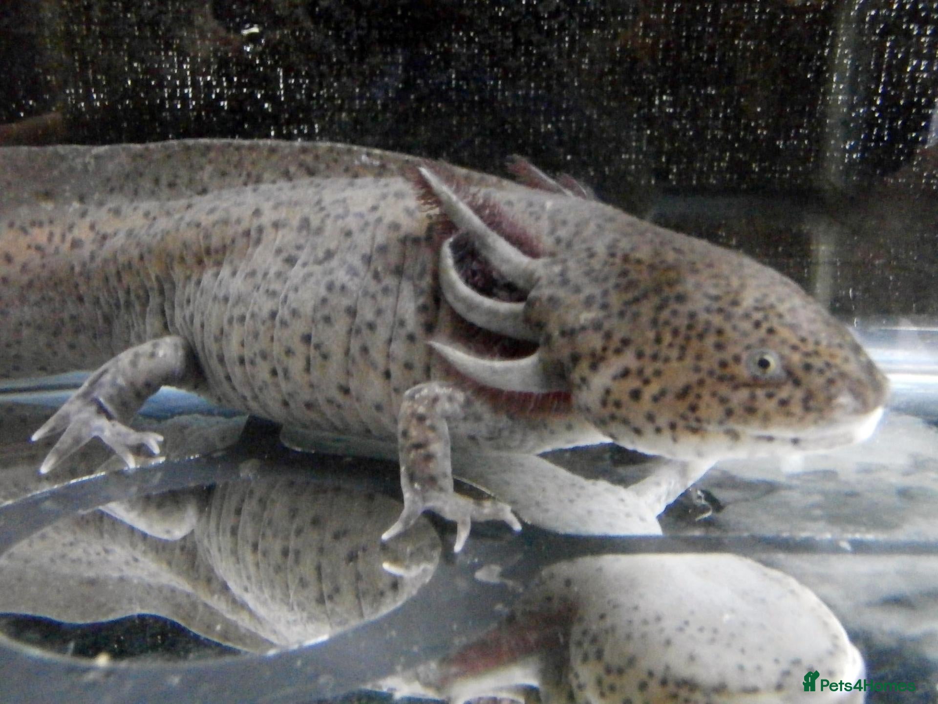 Other/Mixed Breed fish for sale: Axolotls - Advert 1