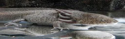 Other/Mixed Breed fish for sale: Axolotls in Paisley - Advert 1