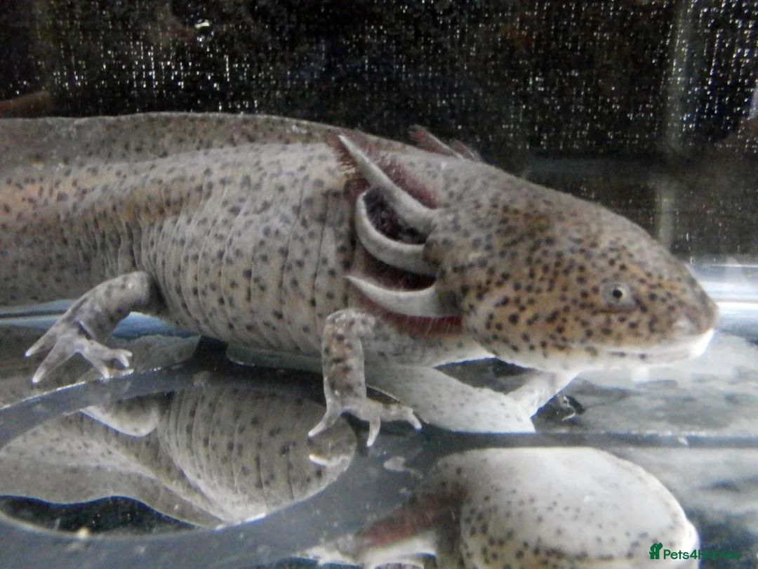 Other/Mixed Breed fish for sale: Axolotls in Paisley - Advert 1