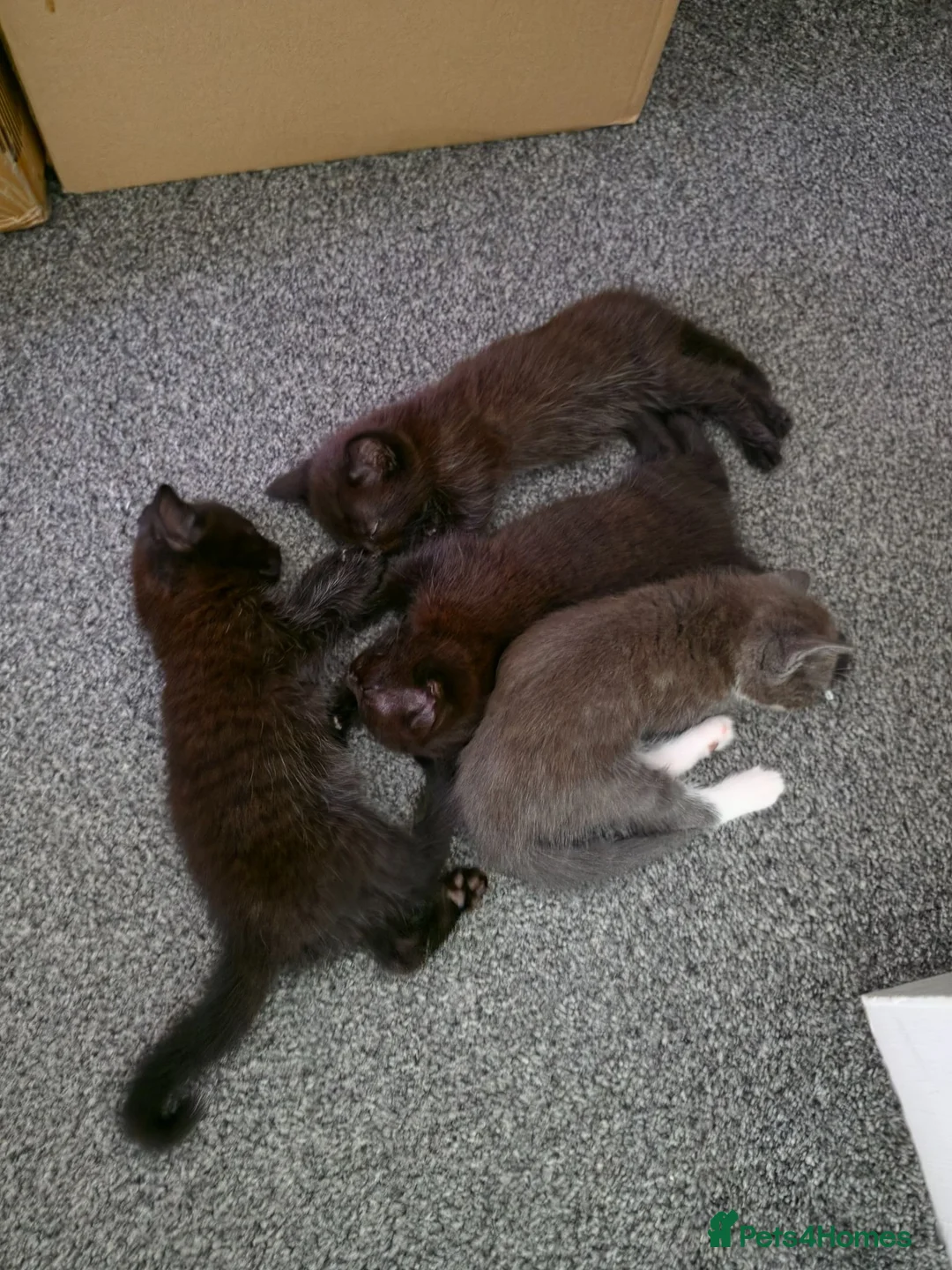 Mixed Breed cats for sale: Kittens x4 - Advert 2