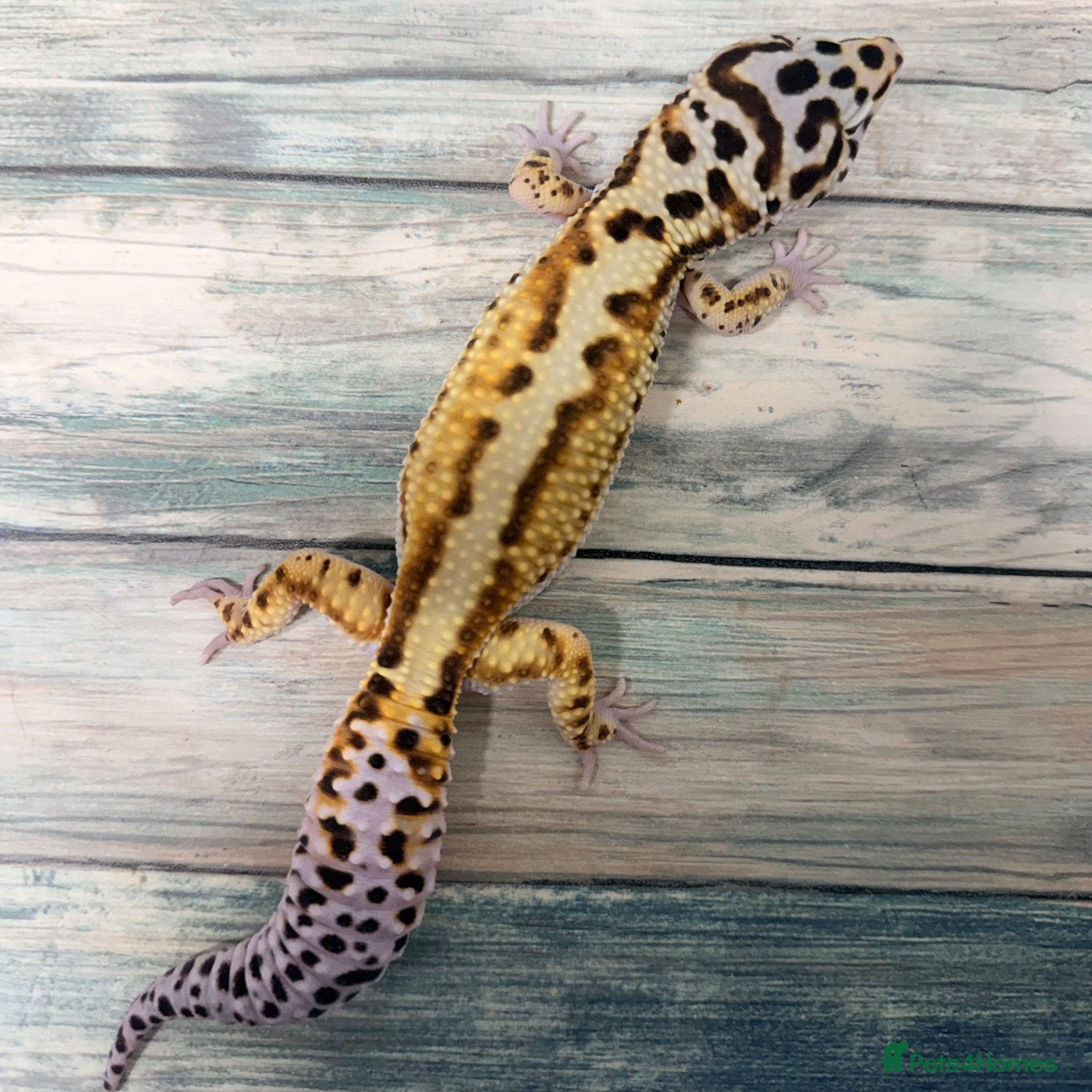 Leopard Gecko reptiles Breeding groups and some juniviles cb26 - Advert 1