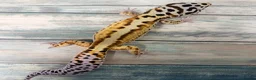 Leopard Gecko reptiles for sale: Last few proven breeders and some juniviles cb26 - Advert 5