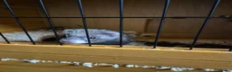 Ferret rodents for sale: 3 x Jill Ferret/polecat hybrids & 1 Jack in Braintree - Advert 7