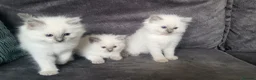 Ragdoll cats for sale: Adorable playful kittens for sale - Advert 4