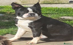 Boston Terrier dogs for stud: Stunning Proven KC Boston Terrier stud dog in Leeds - Image 9