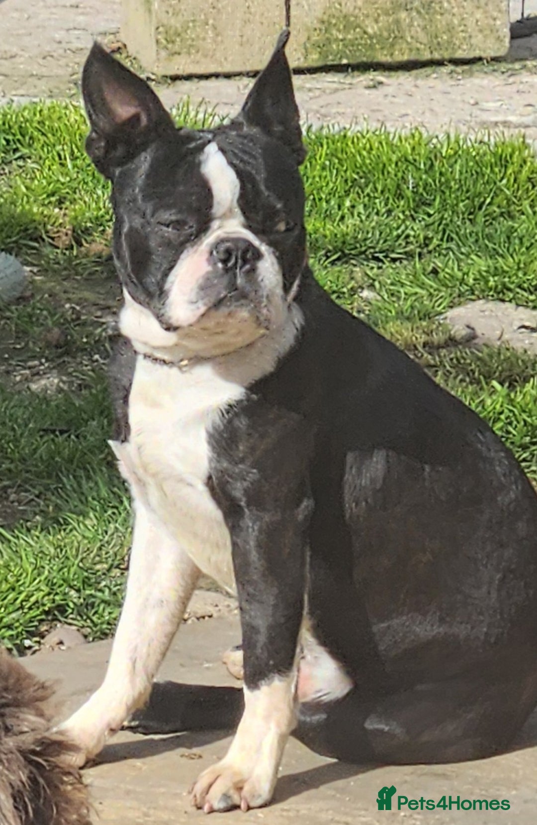 Boston Terrier dogs for stud: Stunning Proven KC Boston Terrier stud dog in Leeds - Image 9