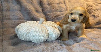 Cocker Spaniel dogs - Advert 3