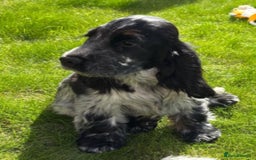 Cocker Spaniel dogs for sale: Stunning ShOw Cockers Fully vaccinated - Image 3