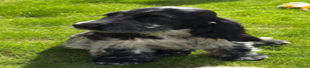 Cocker Spaniel Puppy 1