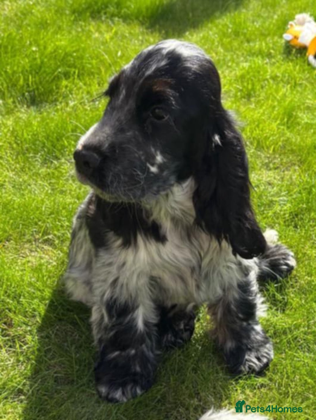 Cocker Spaniel dogs for sale: Stunning ShOw Cockers Fully vaccinated - Image 3
