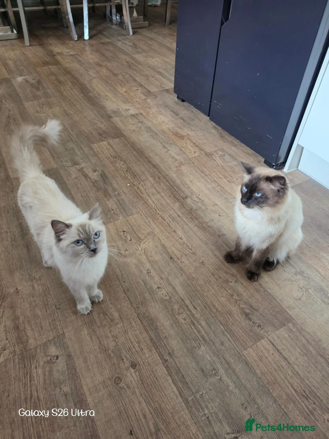 Ragdoll cats for sale: Ragdoll kittens in Dudley - Advert 11
