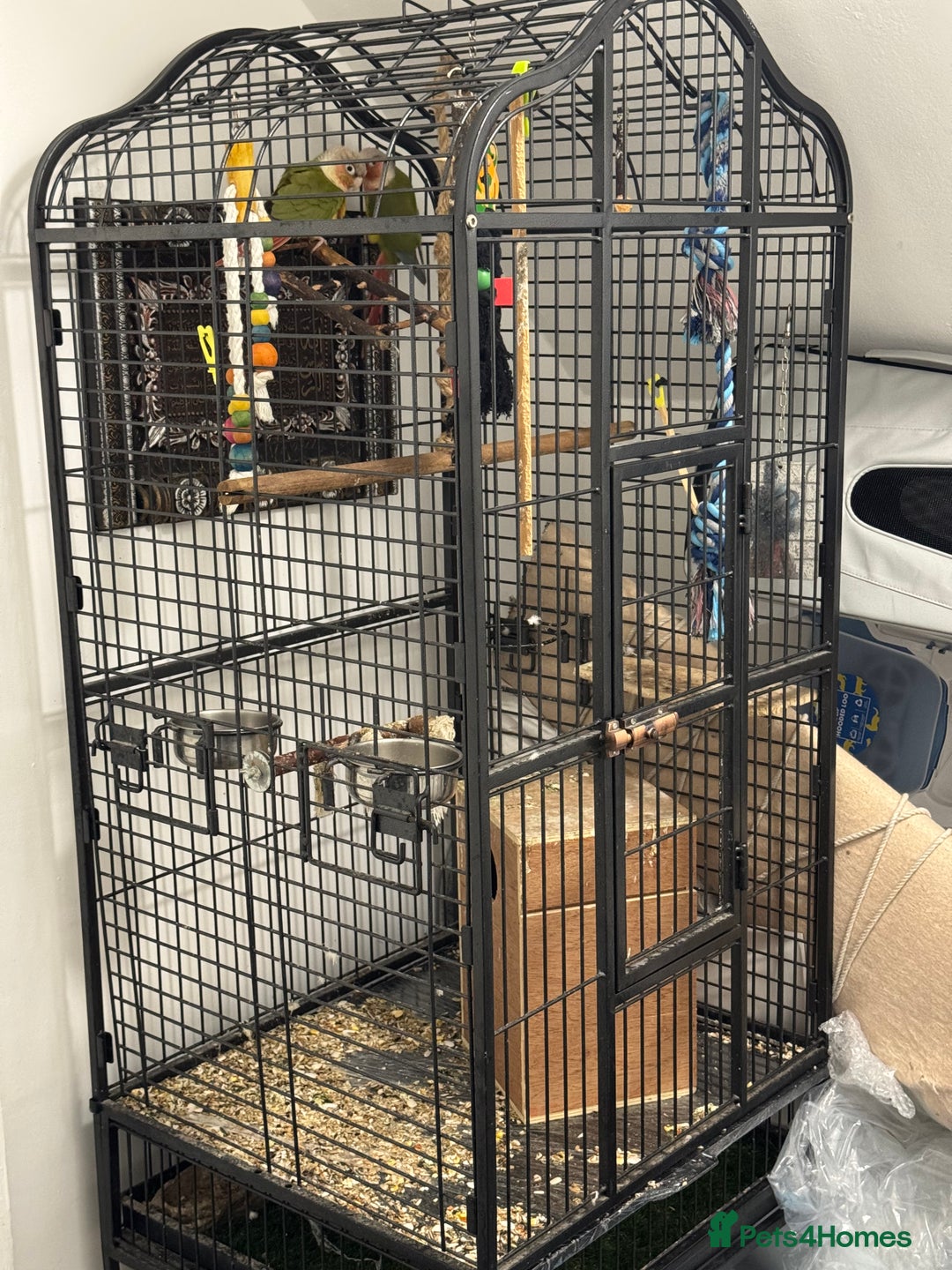 Conures birds for sale: Conure pair - Advert 7