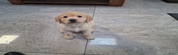 Labrador Retriever dogs for sale: Labrador very cute and playful puppies  - Advert 16