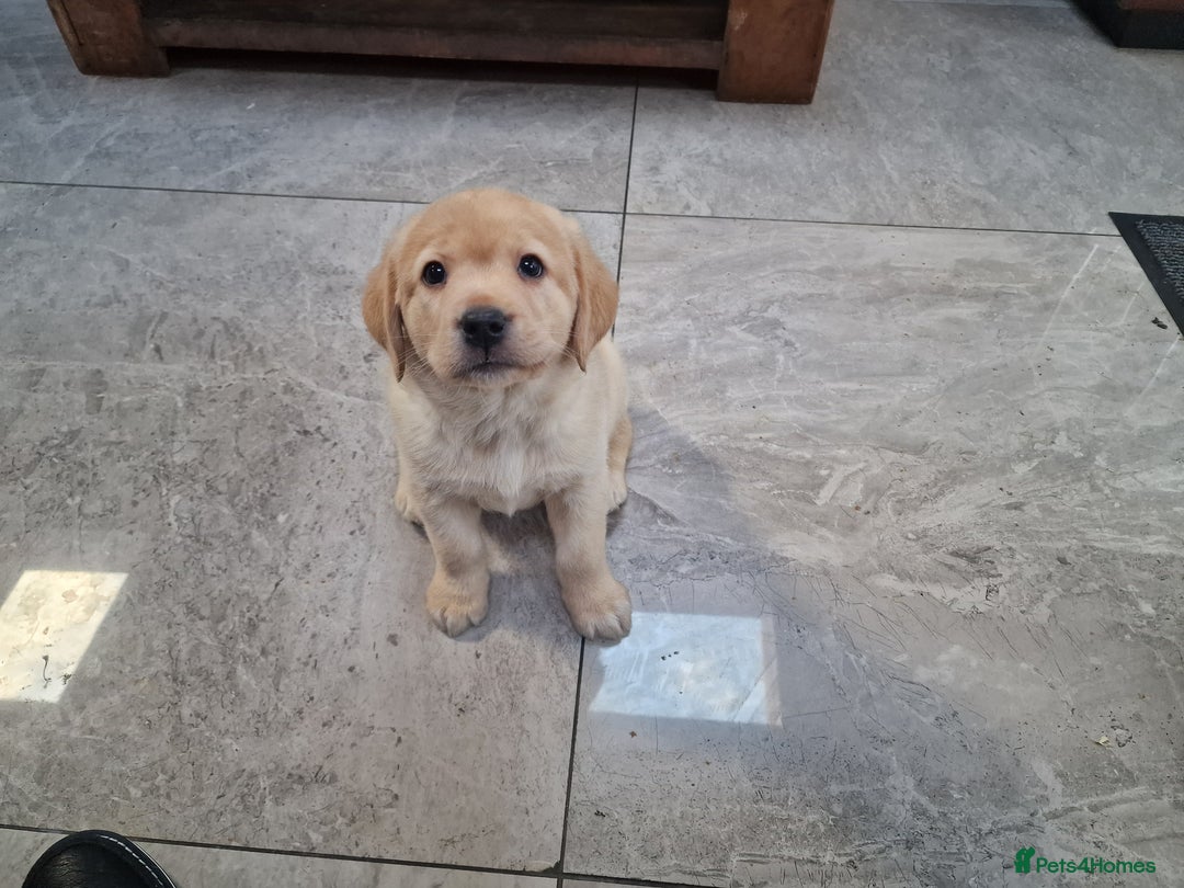 Labrador Retriever dogs for sale: Labrador very cute and playful puppies  - Advert 16