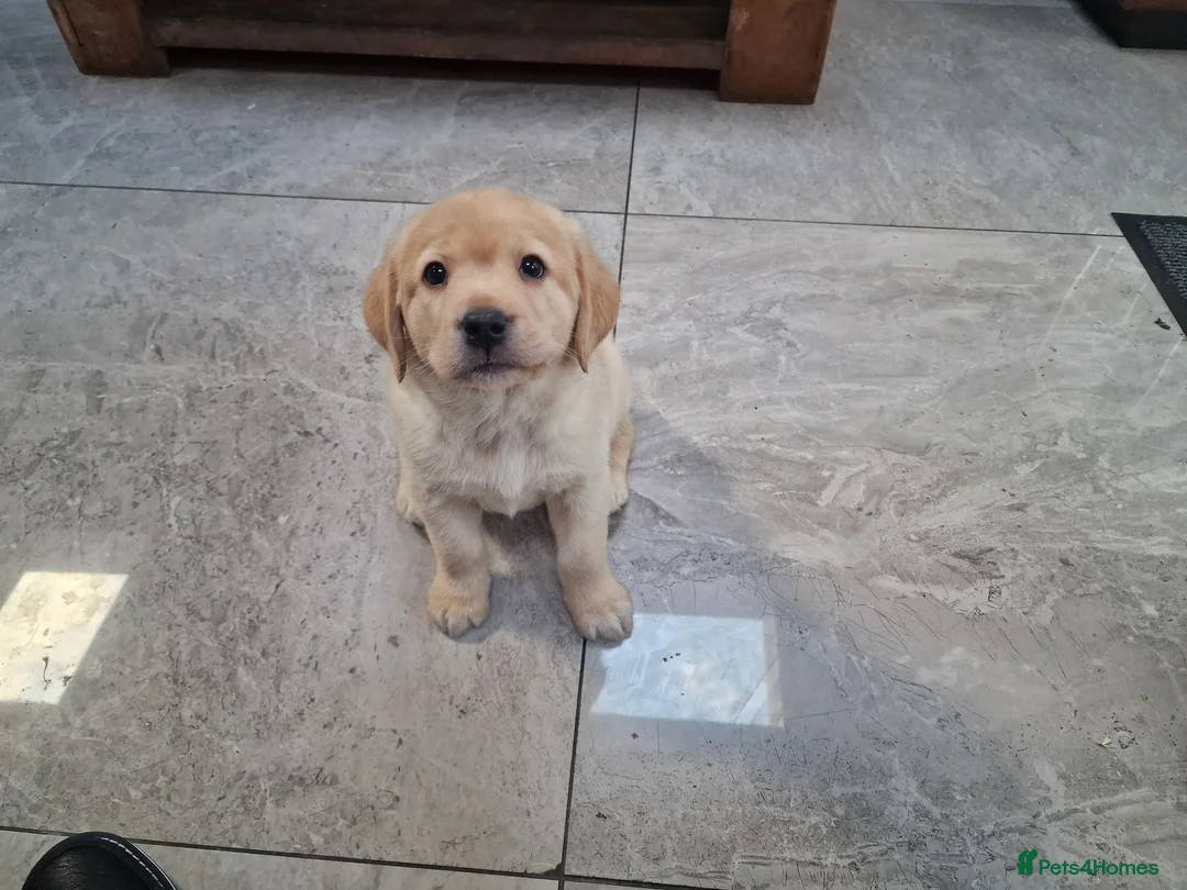 Labrador Retriever dogs for sale: Labrador very cute and playful puppies  - Advert 20