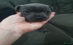 Staffordshire Bull Terrier dogs for sale: blue staffys - Image 5