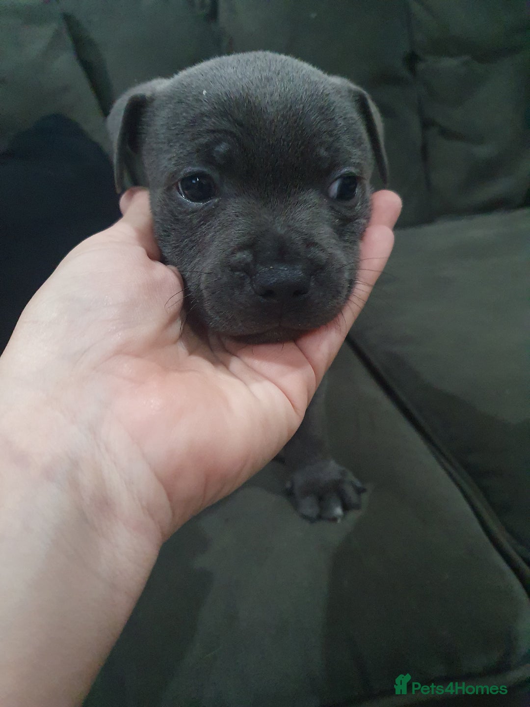 Staffordshire Bull Terrier dogs for sale: blue staffys - Image 5