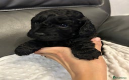 Cockapoo dogs for sale: Cockapoo puppies for Sale - Image 9