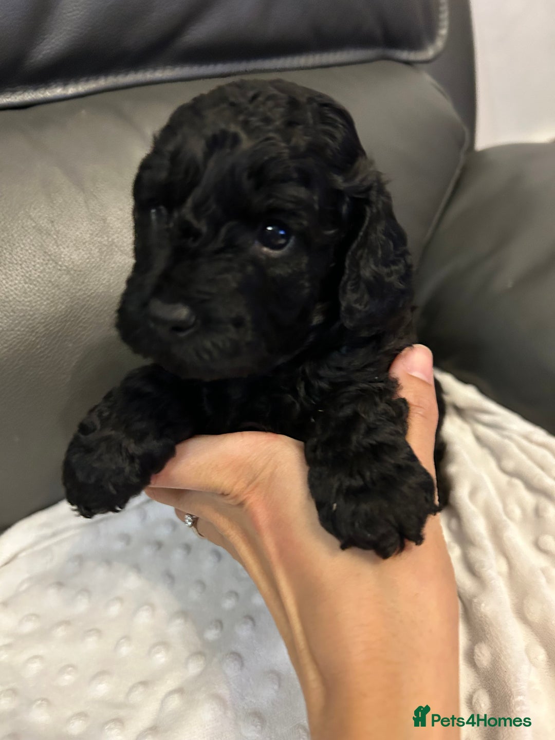 Cockapoo dogs for sale: Cockapoo puppies for Sale - Image 9