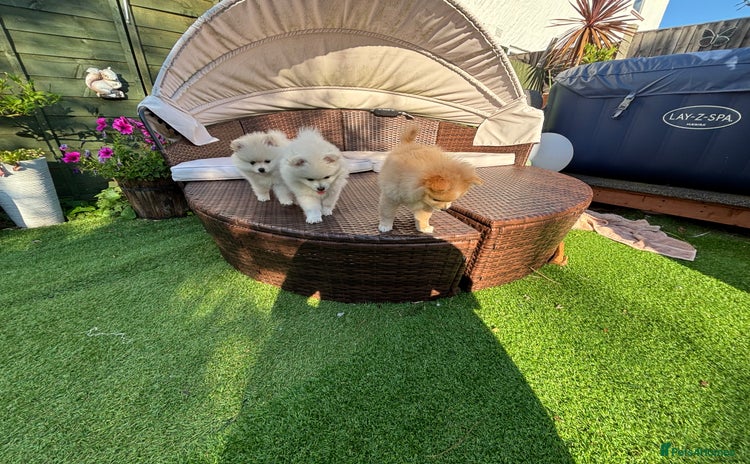 Pomeranian dogs - Advert 8