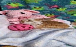 Mixed Breed rabbits for sale: Baby rabbits for sale  - Image 6